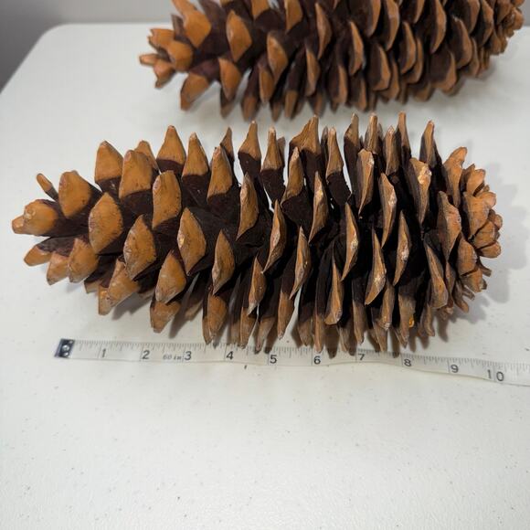 Large Sugar Pine Cone 10"-12" Tall Fall & Christmas Craft Decor - Picture 4 of 5